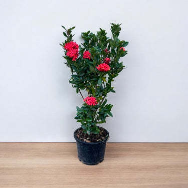 Ixora Chinensis